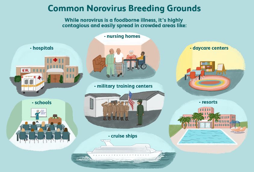 Norovirus Breeding Grounds